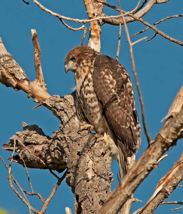 Red_Tailed_Hawk_13_CA_221