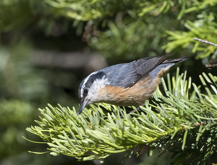 Red_breasted_Nuthatch_17_OR_008