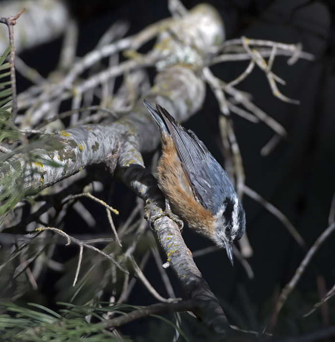 Red_breasted_Nuthatch_17_OR_025