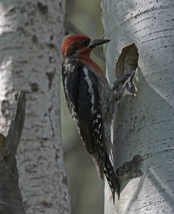 Red_breasted_Sapsucker_17_OR_005