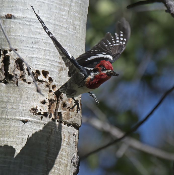 Red_breasted_Sapsucker_17_OR_012