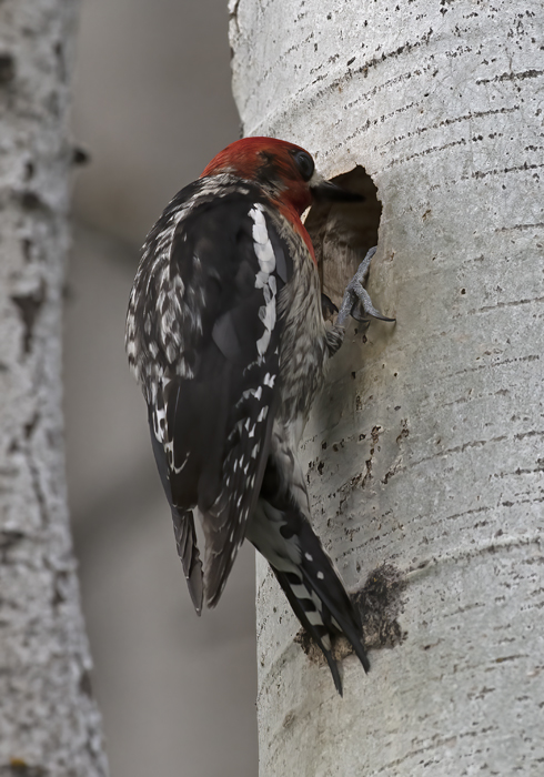 Red_breasted_Sapsucker_17_OR_034