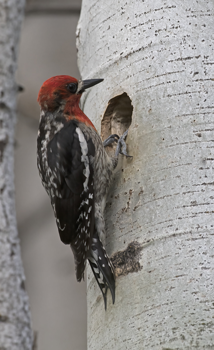 Red_breasted_Sapsucker_17_OR_045