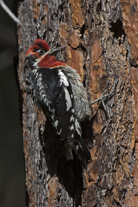 Red_breasted_Sapsucker_17_OR_056