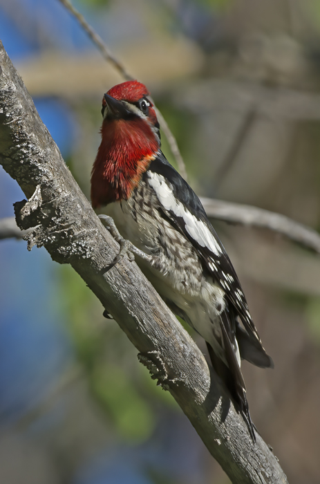 Red_breasted_Sapsucker_17_OR_077