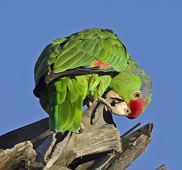Red_crowned_Parrot_15_CA_031