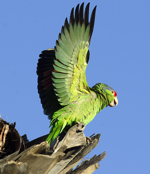 Red_crowned_Parrot_15_CA_036