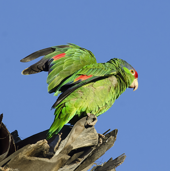 Red_crowned_Parrot_15_CA_038