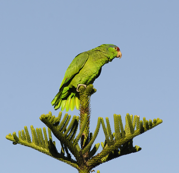 Red_crowned_Parrot_15_CA_054