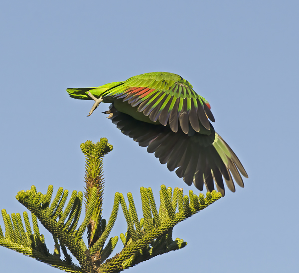 Red_crowned_Parrot_15_CA_057