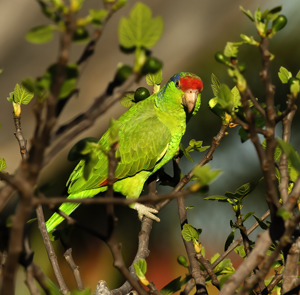 Red_crowned_Parrot_15_CA_058