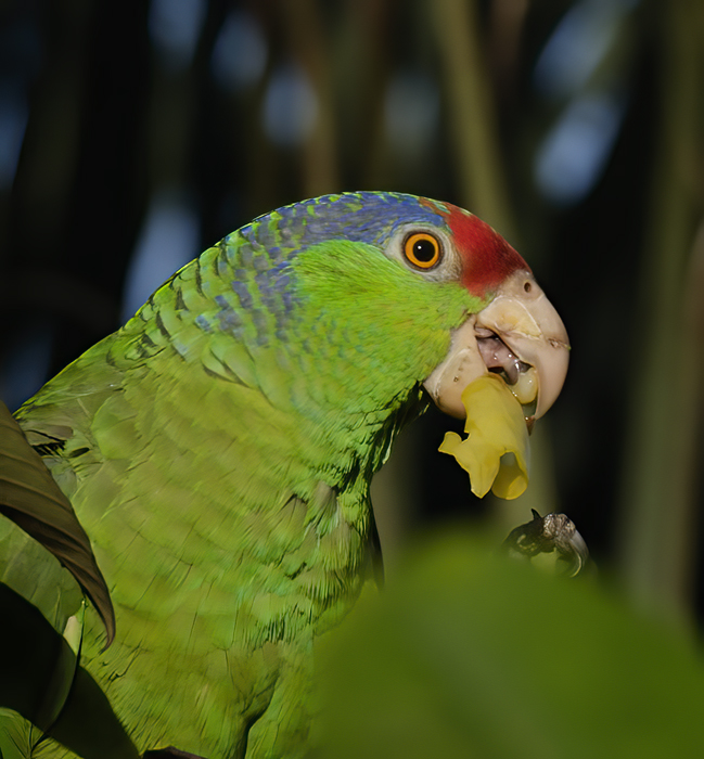 Red_crowned_Parrot_15_CA_062