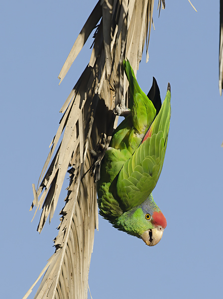 Red_crowned_Parrot_15_CA_077