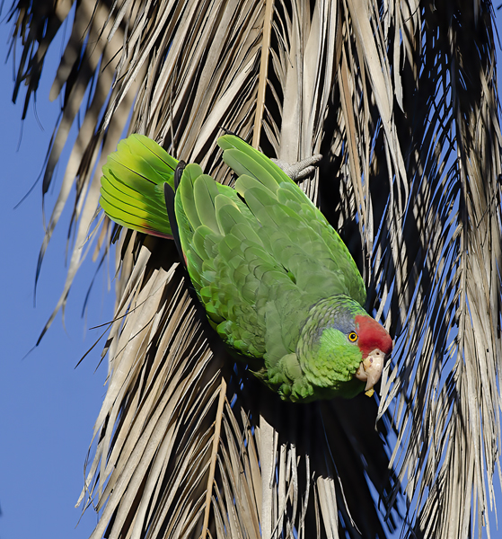 Red_crowned_Parrot_15_CA_083