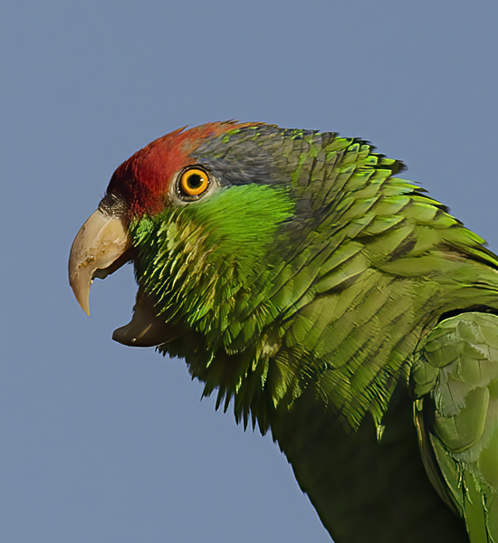 Red_crowned_Parrot_15_CA_088
