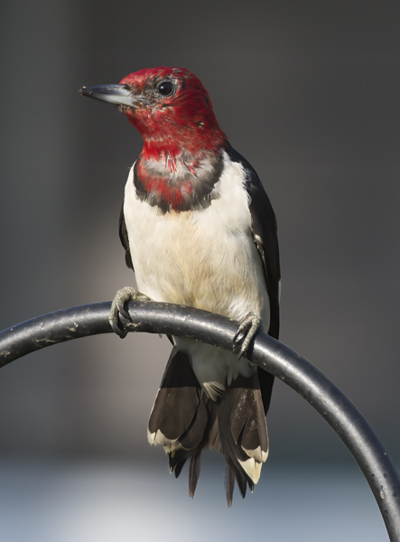 Red_headed_Woodpecker_15_MI_018