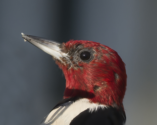Red_headed_Woodpecker_15_MI_022