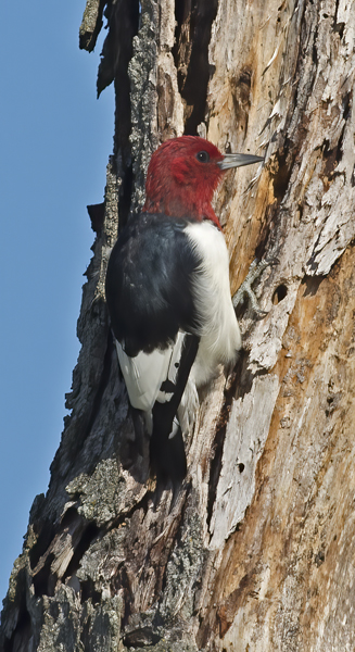 Red_headed_Woodpecker_15_MI_054