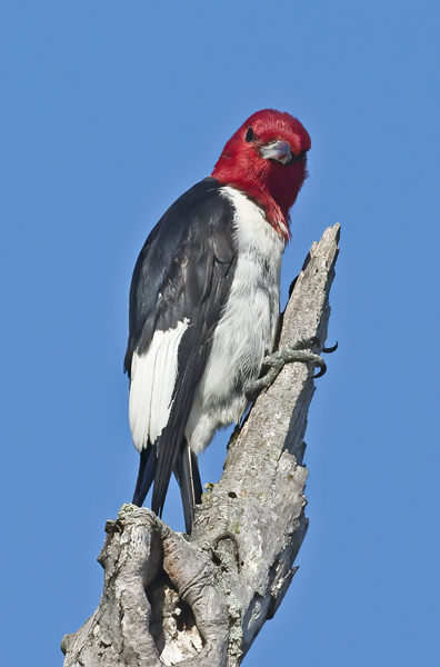 Red_headed_Woodpecker_15_MI_088