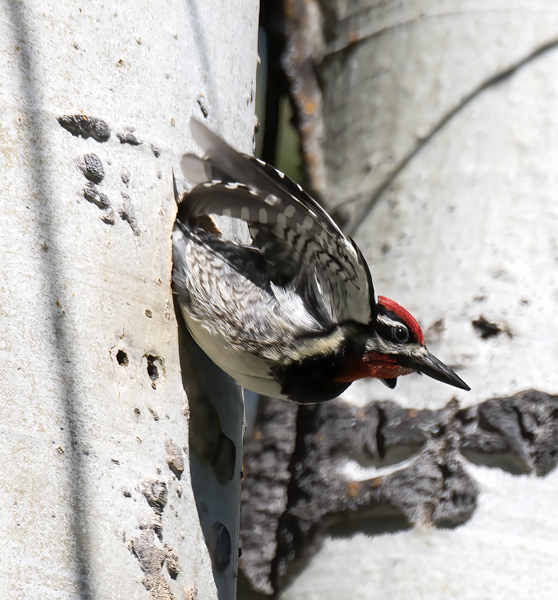 Red_naped_Sapsucker_17_OR_018
