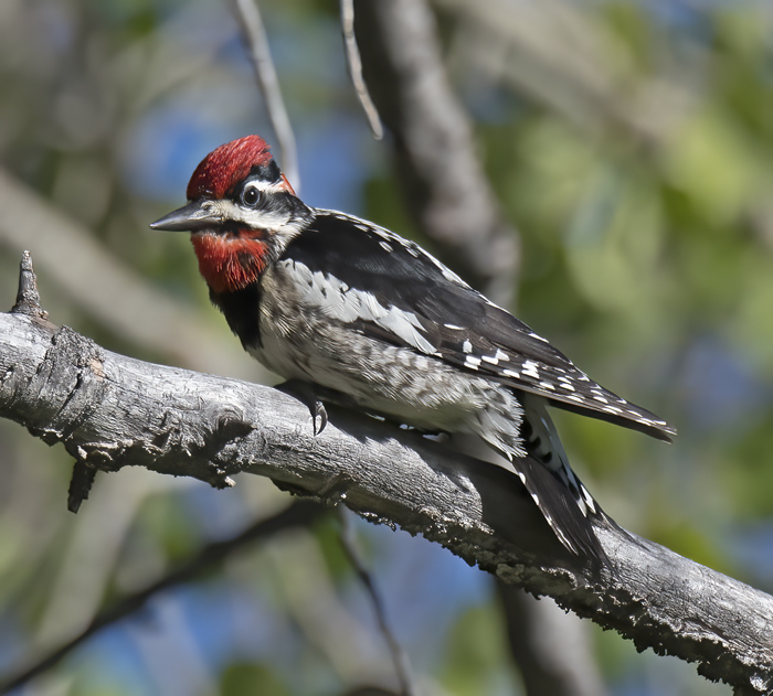 Red_naped_Sapsucker_17_OR_038