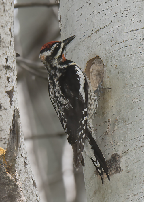 Red_naped_Sapsucker_17_OR_053