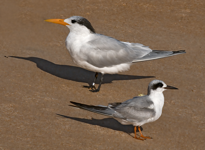 Royal_and_Forsters_Tern_09_FL_001