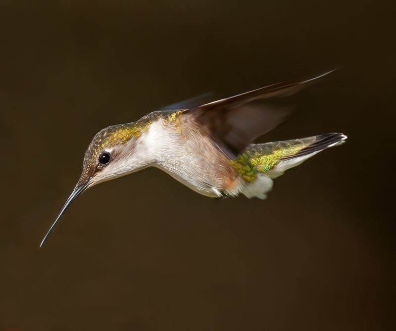 Ruby_throated_Hummingbird_11_FL_033