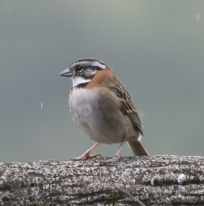 Rufous-collared_Sparrow_18_Costa_Rica_023