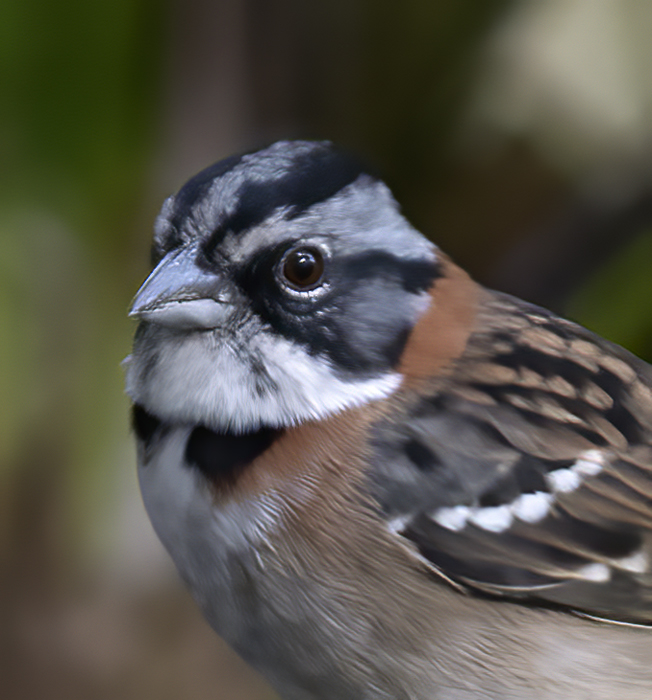 Rufous-collared_Sparrow_18_Ecuador_009