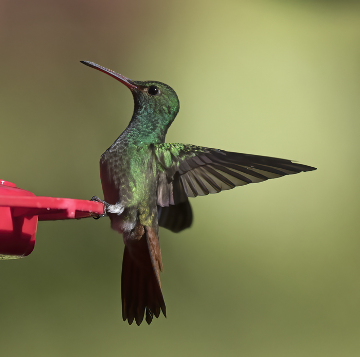 Rufous-tailed_Hummingbird_18_Costa_Rica_002