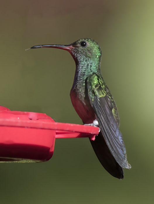 Rufous-tailed_Hummingbird_18_Costa_Rica_004