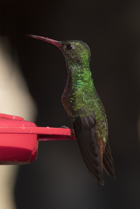 Rufous-tailed_Hummingbird_18_Costa_Rica_023