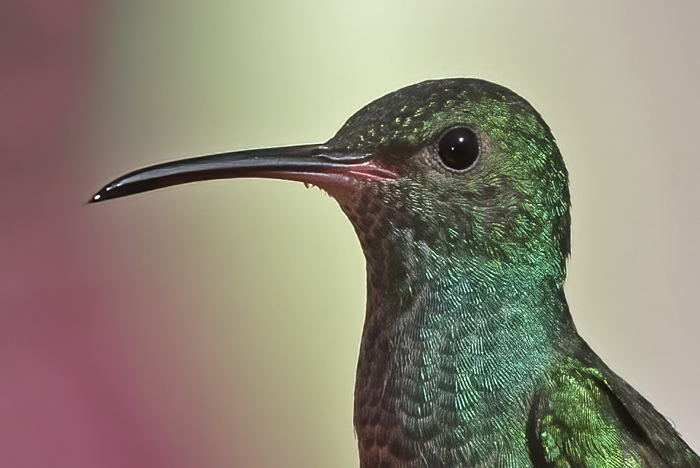 Rufous-tailed_Hummingbird_18_Costa_Rica_024