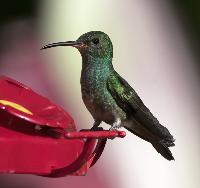 Rufous-tailed_Hummingbird_18_Costa_Rica_024a