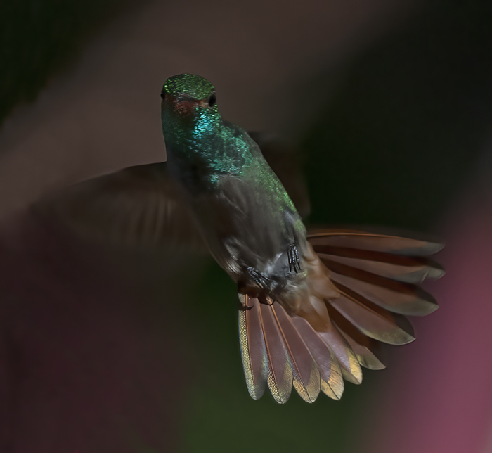 Rufous-tailed_Hummingbird_18_Costa_Rica_025