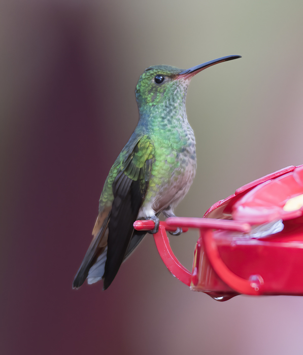 Rufous-tailed_Hummingbird_18_Costa_Rica_048
