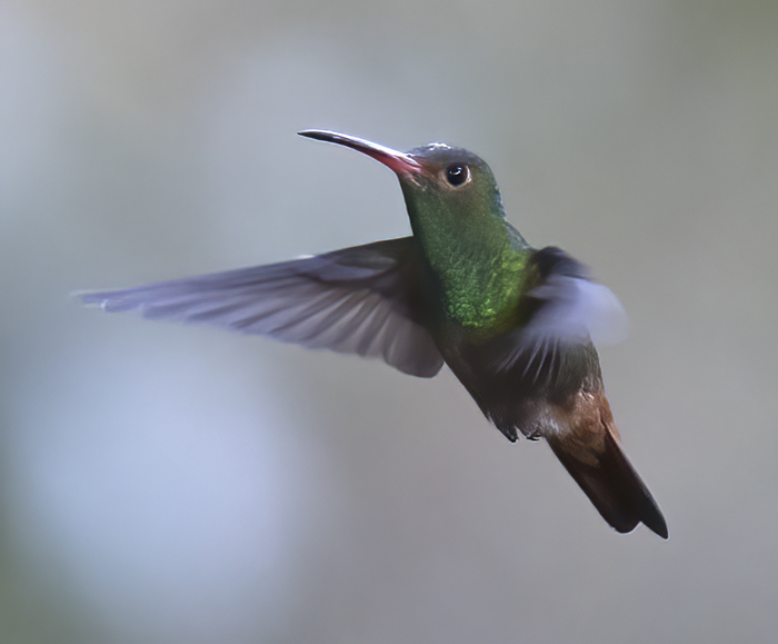 Rufous-tailed_Hummingbird_18_Ecuador_001