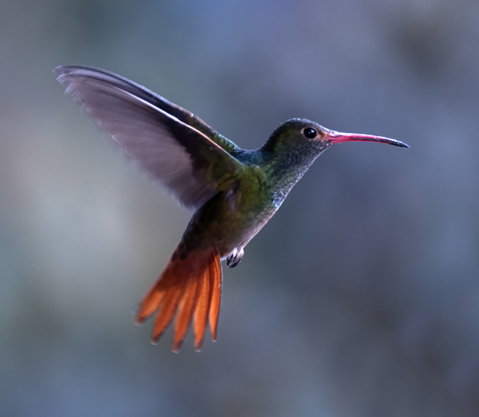 Rufous-tailed_Hummingbird_18_Ecuador_002