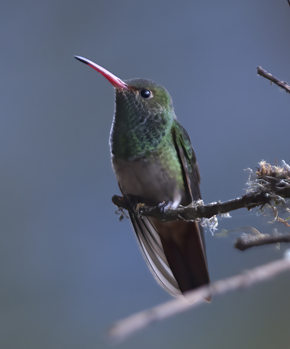 Rufous-tailed_Hummingbird_18_Ecuador_003