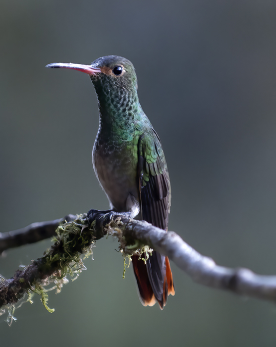 Rufous-tailed_Hummingbird_18_Ecuador_008