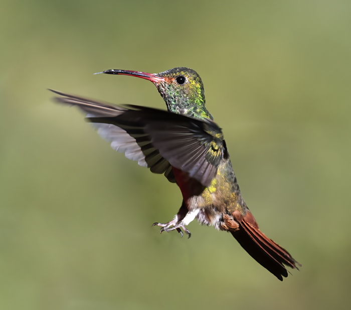 Rufous-tailed_Hummingbird_18_Ecuador_010