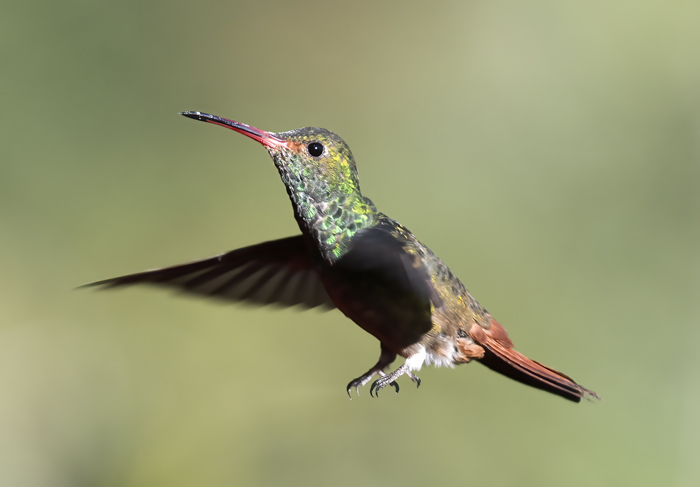 Rufous-tailed_Hummingbird_18_Ecuador_011