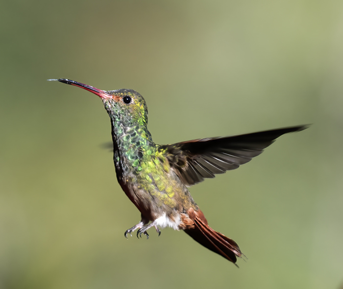 Rufous-tailed_Hummingbird_18_Ecuador_012