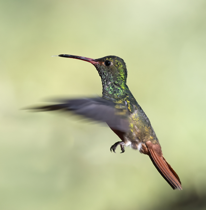Rufous-tailed_Hummingbird_18_Ecuador_013