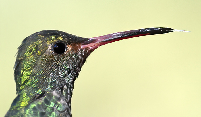 Rufous-tailed_Hummingbird_18_Ecuador_013a