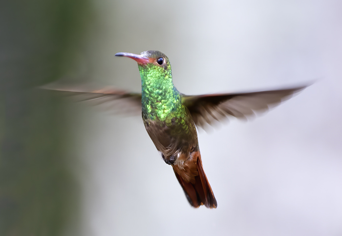 Rufous-tailed_Hummingbird_18_Ecuador_015