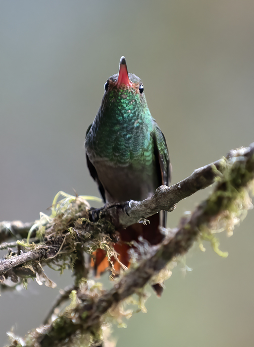 Rufous-tailed_Hummingbird_18_Ecuador_017