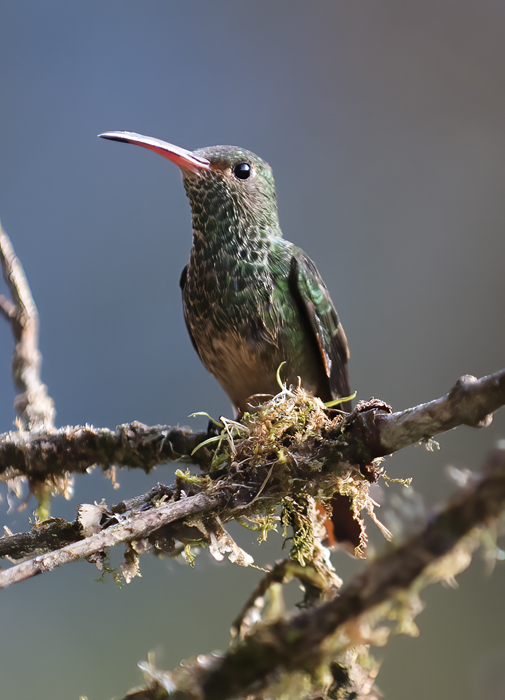 Rufous-tailed_Hummingbird_18_Ecuador_019