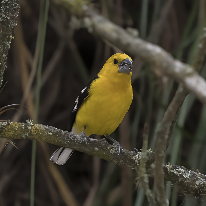 Southern_Yellow_Grosbeak_18_Ecuador_008